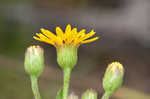 Soft goldenaster